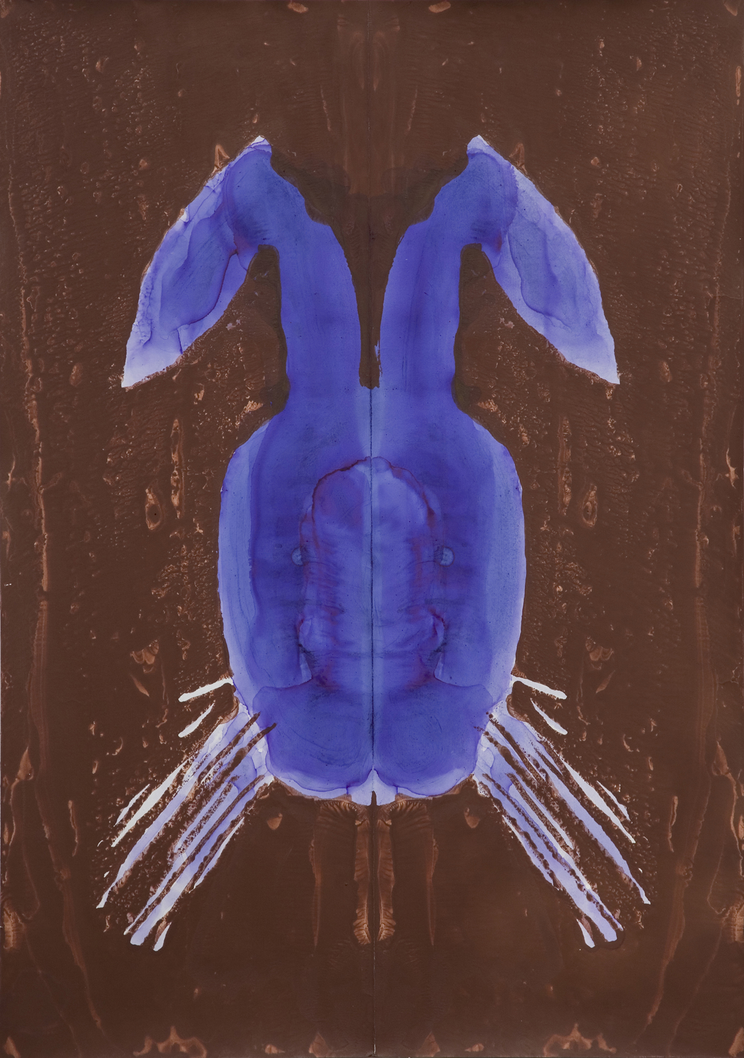 Rabbit 5